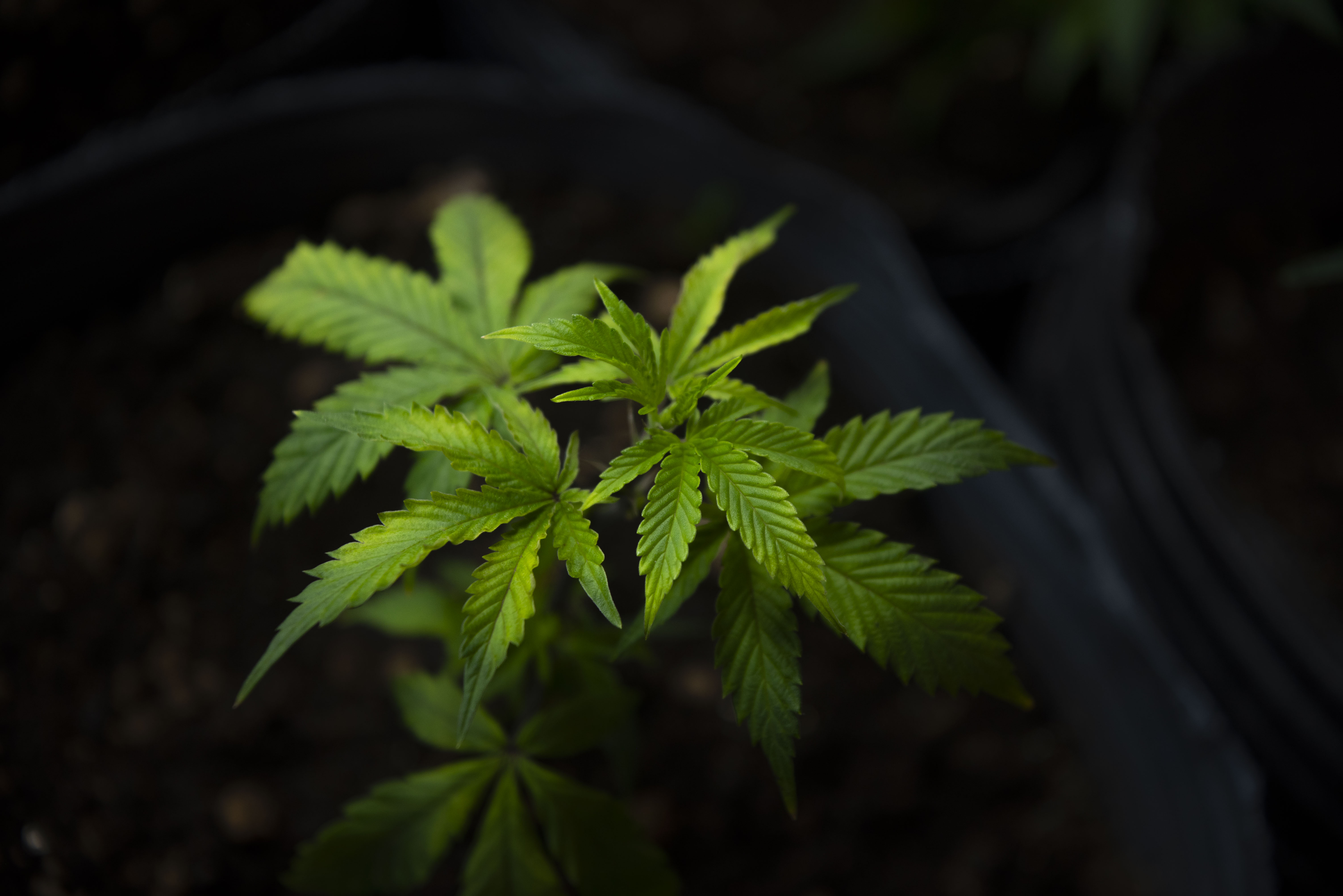 Aurora del Plata — Novedades