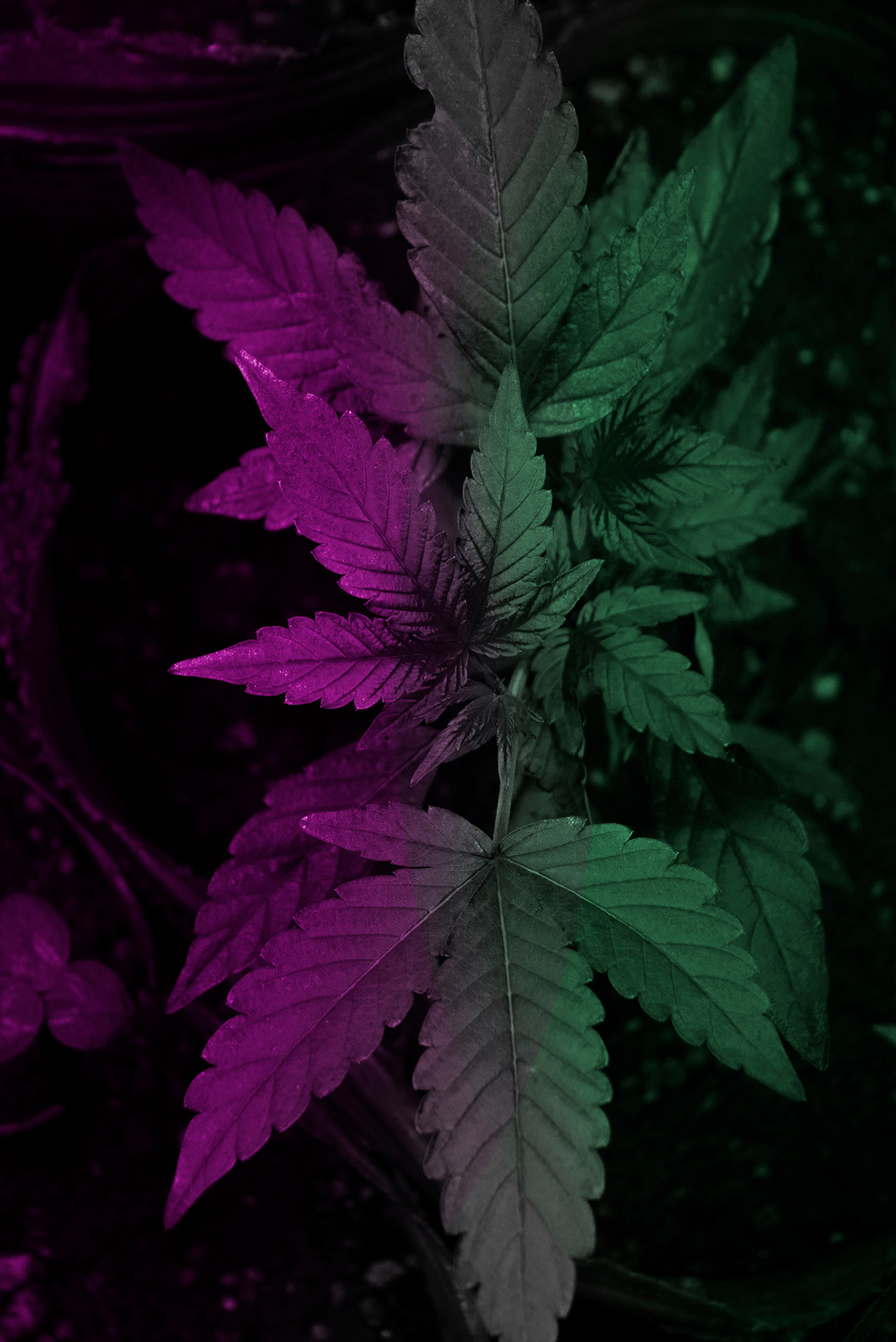 Aurora del Plata — Cómo Trabajamos